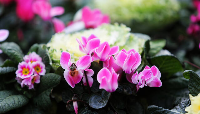 Cyclamen and primulas in flower
