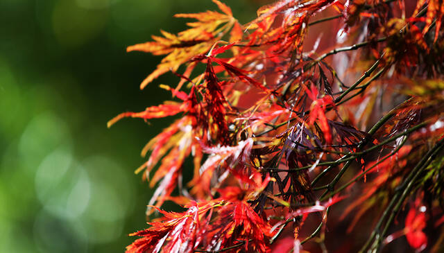 Red acer foliage in the garden centre