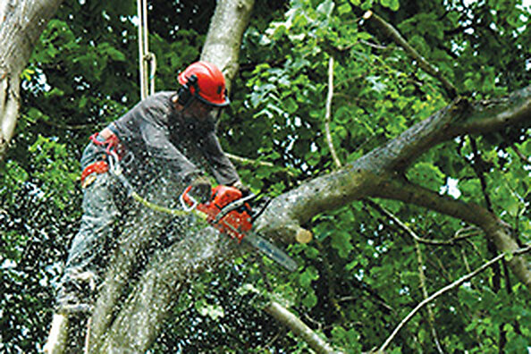 A Cameron Landscapes tree surgeon working in the canopy with a chainsaw